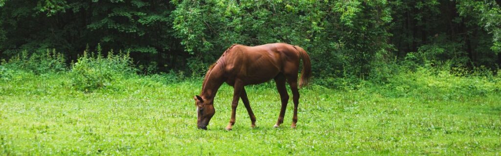 Kunststoff Palettenboxen als Slow Feeder für Pferde