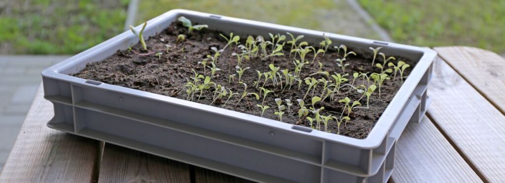 Saatgutschalen und Gemüsegärten selber anlegen